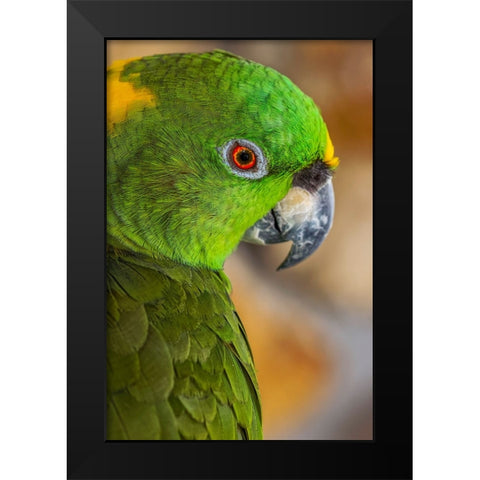 Yellow-napped Amazon parrot portrait Black Modern Wood Framed Art Print by Jones, Adam