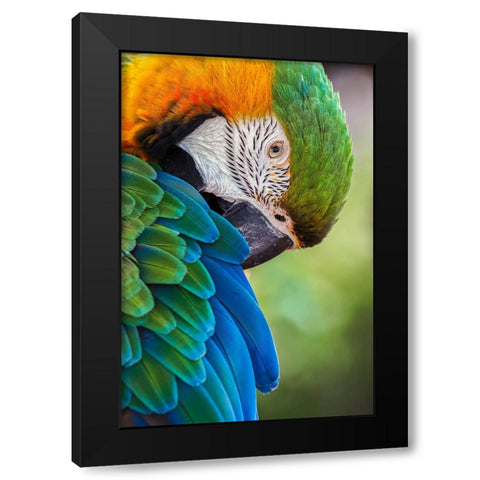 Blue and gold macaw Black Modern Wood Framed Art Print with Double Matting by Jones, Adam