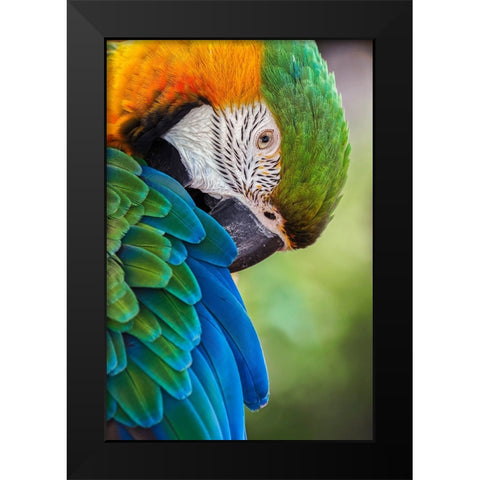 Blue and gold macaw Black Modern Wood Framed Art Print by Jones, Adam