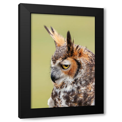 Great horned owl portrait Black Modern Wood Framed Art Print by Jones, Adam