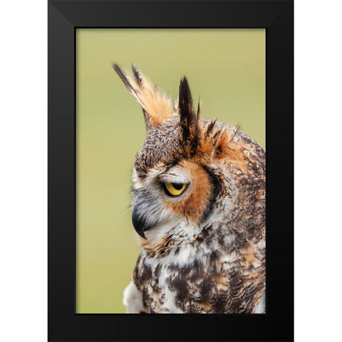 Great horned owl portrait Black Modern Wood Framed Art Print by Jones, Adam