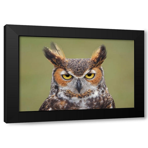 Great horned owl portrait Black Modern Wood Framed Art Print by Jones, Adam