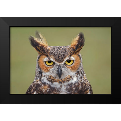 Great horned owl portrait Black Modern Wood Framed Art Print by Jones, Adam