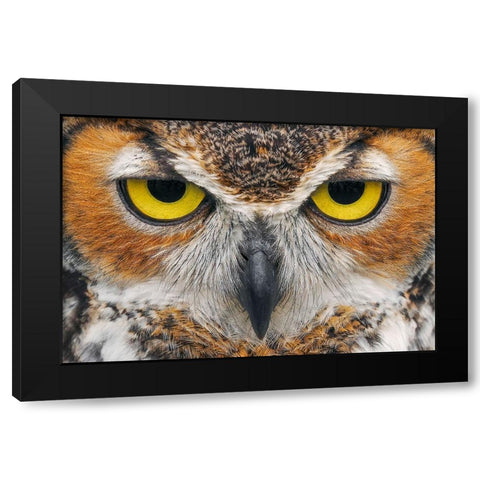 Close-up of Great horned owl Black Modern Wood Framed Art Print with Double Matting by Jones, Adam