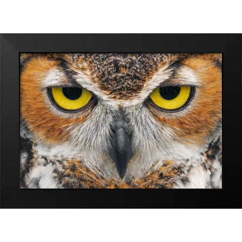Close-up of Great horned owl Black Modern Wood Framed Art Print by Jones, Adam