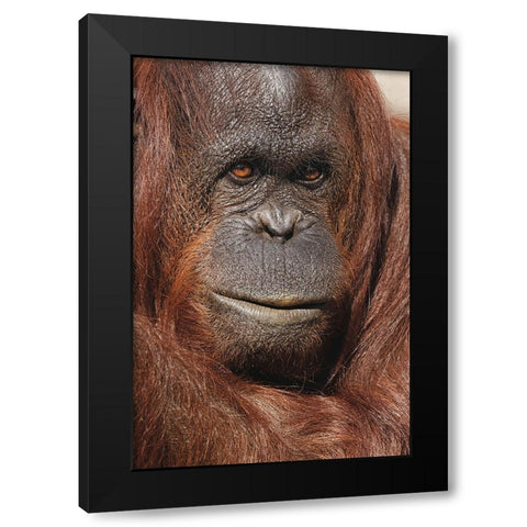 Orangutan-Pongo-native to Borneo and Sumatra Black Modern Wood Framed Art Print with Double Matting by Jones, Adam