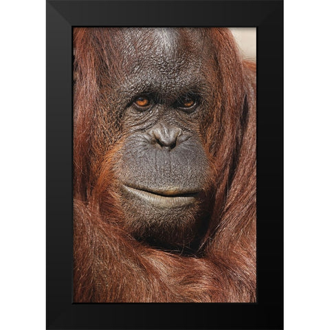 Orangutan-Pongo-native to Borneo and Sumatra Black Modern Wood Framed Art Print by Jones, Adam