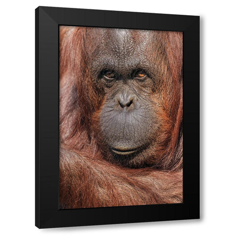 Orangutan-Pongo-native to Borneo and Sumatra Black Modern Wood Framed Art Print by Jones, Adam