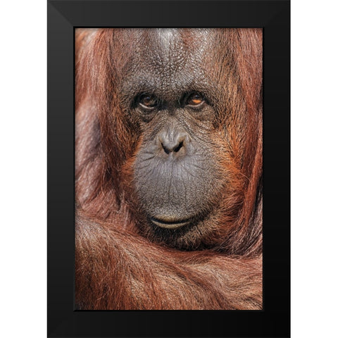 Orangutan-Pongo-native to Borneo and Sumatra Black Modern Wood Framed Art Print by Jones, Adam