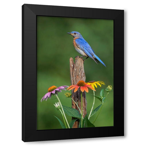 Male Eastern bluebird on old fence post with cone flowers Black Modern Wood Framed Art Print by Jones, Adam