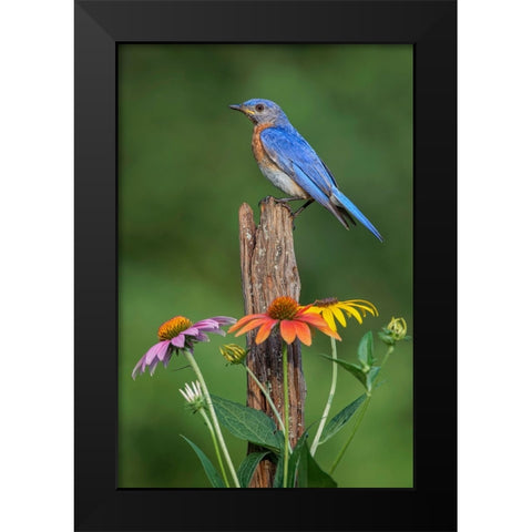 Male Eastern bluebird on old fence post with cone flowers Black Modern Wood Framed Art Print by Jones, Adam