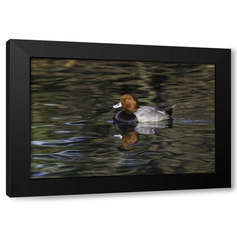 Duck swimming in autumn water Black Modern Wood Framed Art Print by Jones, Adam