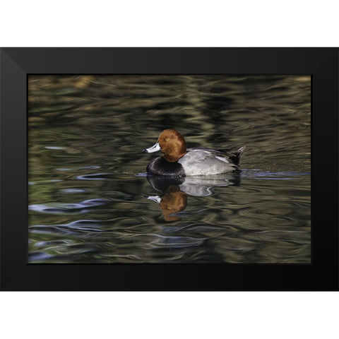 Duck swimming in autumn water Black Modern Wood Framed Art Print by Jones, Adam
