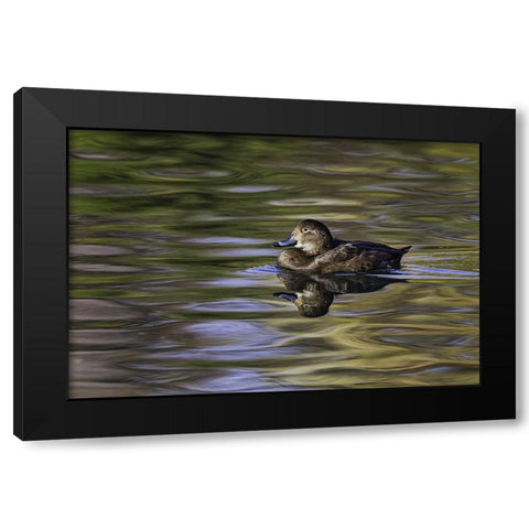 Duck swimming in autumn water Black Modern Wood Framed Art Print by Jones, Adam