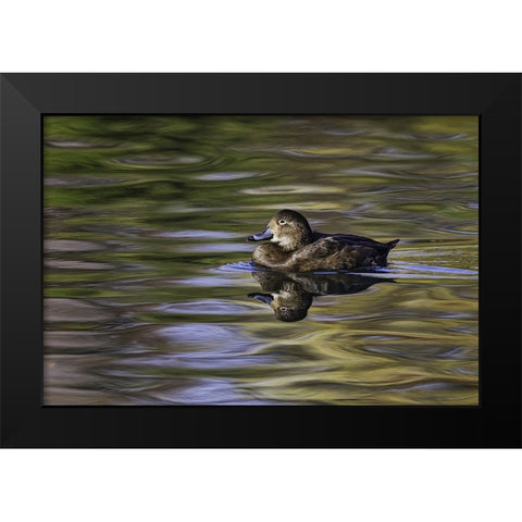 Duck swimming in autumn water Black Modern Wood Framed Art Print by Jones, Adam