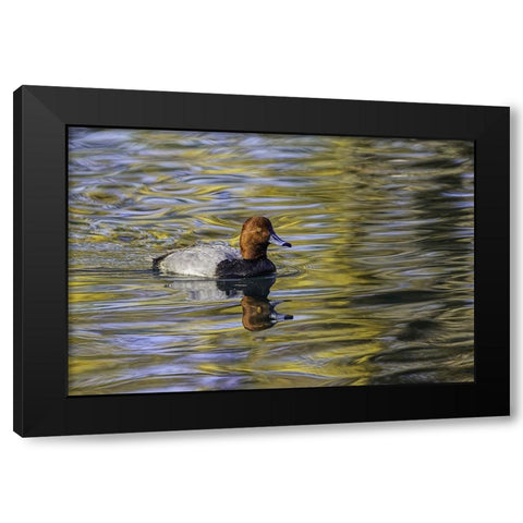 Duck swimming in autumn water Black Modern Wood Framed Art Print by Jones, Adam