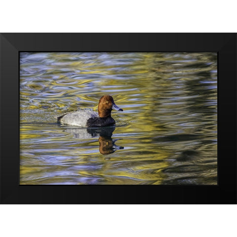 Duck swimming in autumn water Black Modern Wood Framed Art Print by Jones, Adam