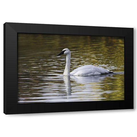Swan swimming in autumn colored water Black Modern Wood Framed Art Print by Jones, Adam