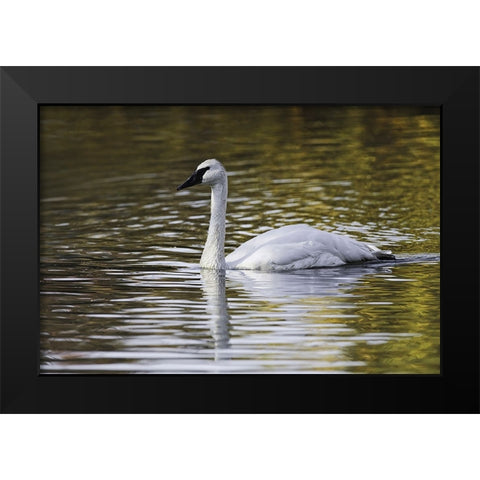 Swan swimming in autumn colored water Black Modern Wood Framed Art Print by Jones, Adam