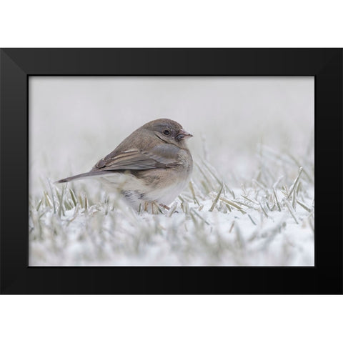 Dark-eyed Junco on the ground in snow Black Modern Wood Framed Art Print by Jones, Adam