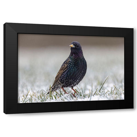 Common starling Black Modern Wood Framed Art Print by Jones, Adam