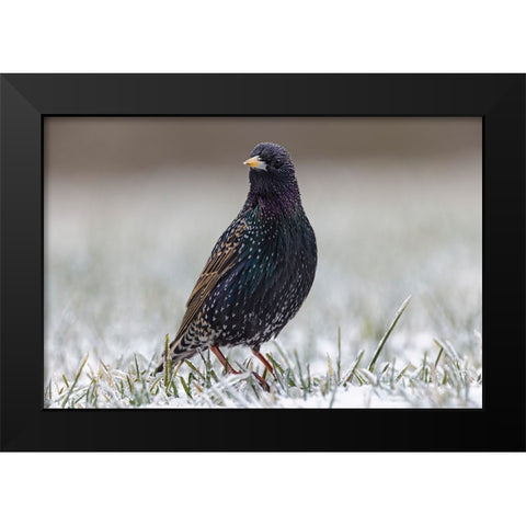 Common starling Black Modern Wood Framed Art Print by Jones, Adam