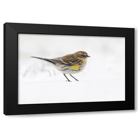 Yellow-rumped warbler on the ground feeding in winter Black Modern Wood Framed Art Print with Double Matting by Jones, Adam