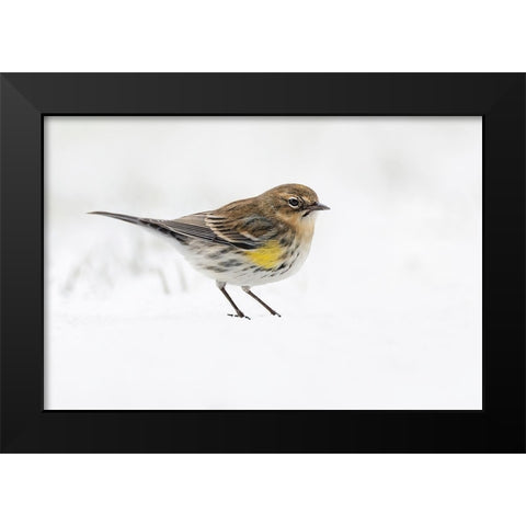 Yellow-rumped warbler on the ground feeding in winter Black Modern Wood Framed Art Print by Jones, Adam