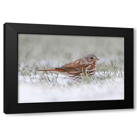 Fox Sparrow on the ground Black Modern Wood Framed Art Print by Jones, Adam