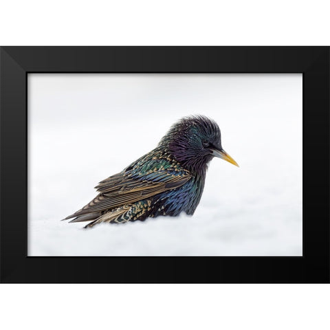 Common starling-foraging in snow-non native US species Black Modern Wood Framed Art Print by Jones, Adam