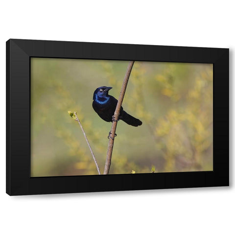 Common grackle Black Modern Wood Framed Art Print by Jones, Adam