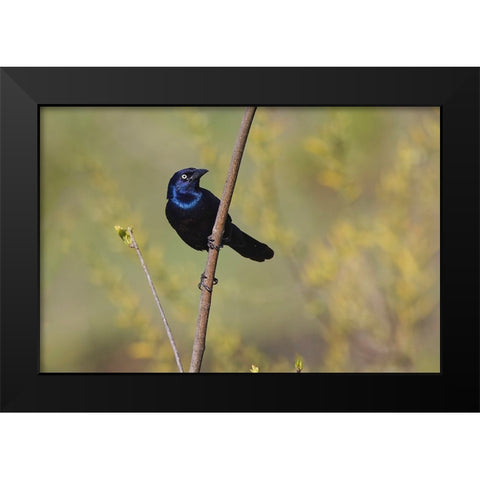 Common grackle Black Modern Wood Framed Art Print by Jones, Adam