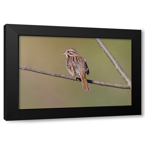 Song sparrow Black Modern Wood Framed Art Print with Double Matting by Jones, Adam