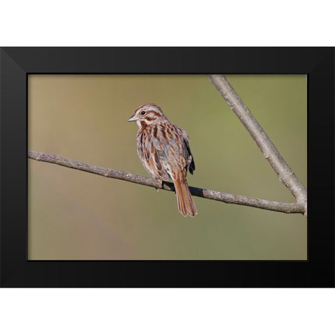 Song sparrow Black Modern Wood Framed Art Print by Jones, Adam