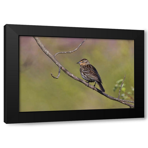 Song sparrow Black Modern Wood Framed Art Print with Double Matting by Jones, Adam