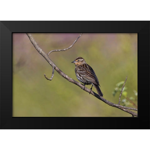 Song sparrow Black Modern Wood Framed Art Print by Jones, Adam