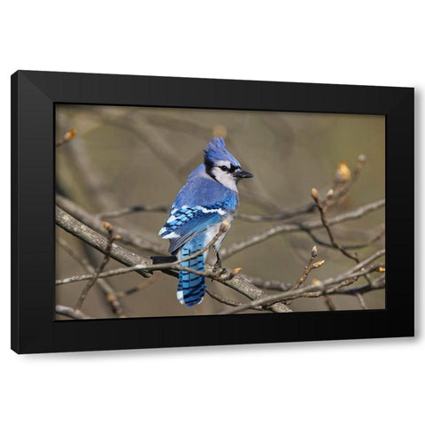 Blue jay Black Modern Wood Framed Art Print by Jones, Adam