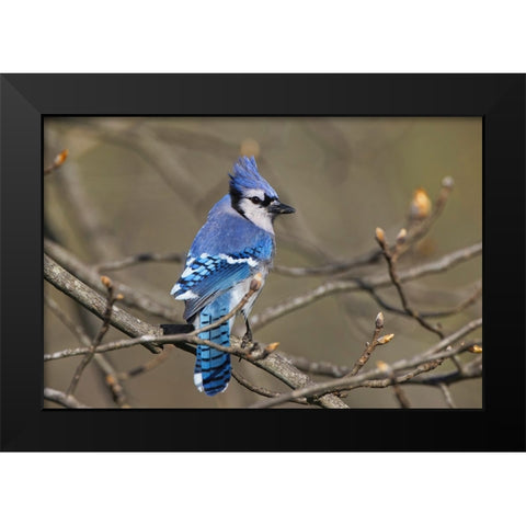 Blue jay Black Modern Wood Framed Art Print by Jones, Adam