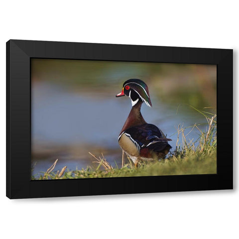 Male wood duck-blue jay Black Modern Wood Framed Art Print by Jones, Adam