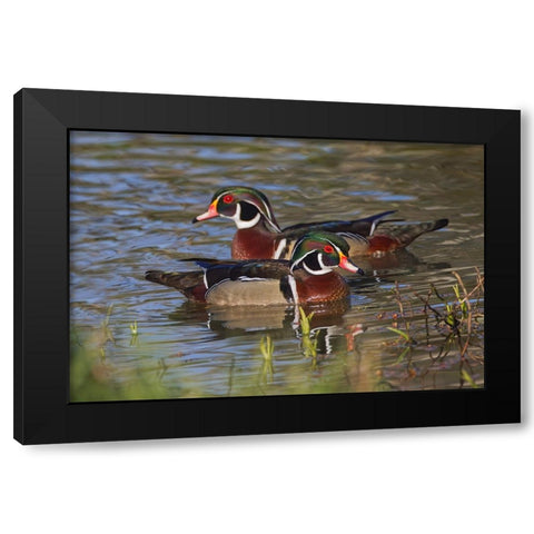 Male wood duck-blue jay Black Modern Wood Framed Art Print with Double Matting by Jones, Adam