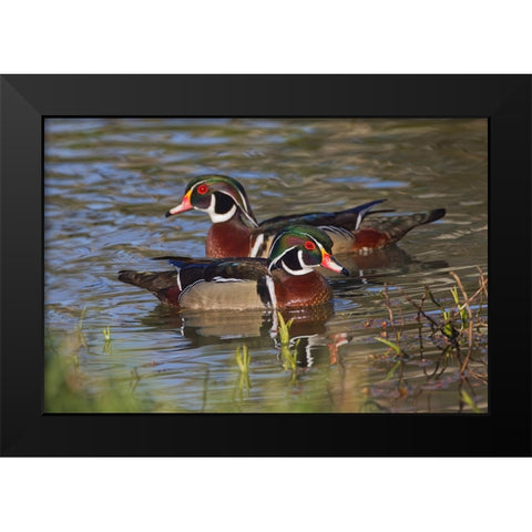 Male wood duck-blue jay Black Modern Wood Framed Art Print by Jones, Adam