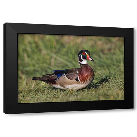Male wood duck, Black Modern Wood Framed Art Print by Jones, Adam