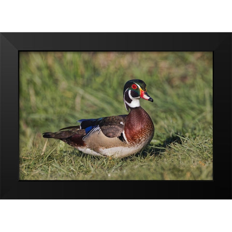 Male wood duck, Black Modern Wood Framed Art Print by Jones, Adam