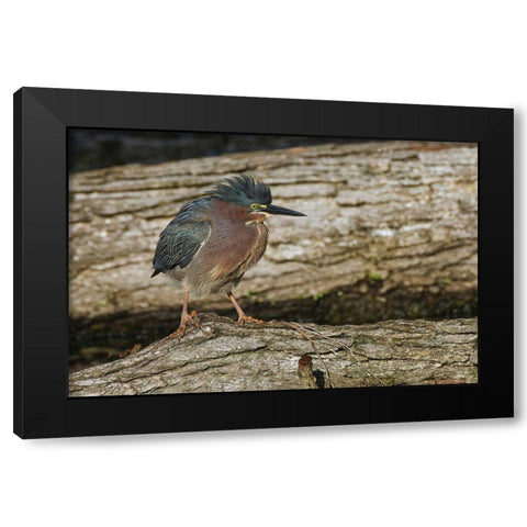 Green heron Black Modern Wood Framed Art Print by Jones, Adam