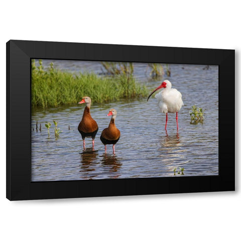 Pair of Black-bellied whistling ducks and White ibis-South Padre Island Black Modern Wood Framed Art Print with Double Matting by Jones, Adam