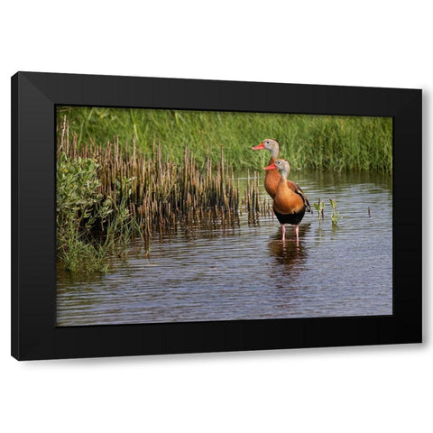Pair of Black-bellied whistling ducks-South Padre Island Black Modern Wood Framed Art Print with Double Matting by Jones, Adam