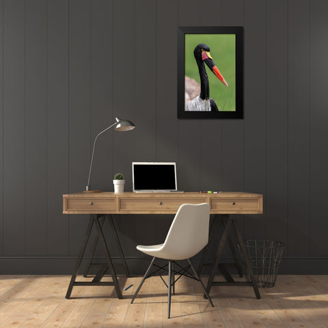Female Saddle-billed stork Black Modern Wood Framed Art Print by Jones, Adam