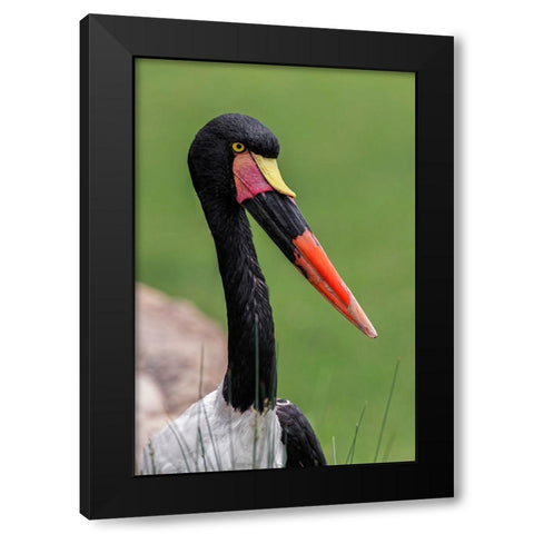 Female Saddle-billed stork Black Modern Wood Framed Art Print with Double Matting by Jones, Adam