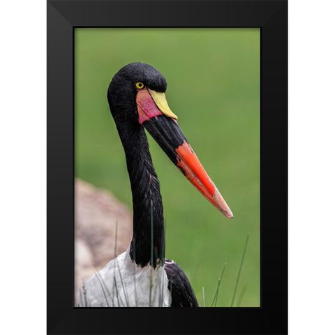 Female Saddle-billed stork Black Modern Wood Framed Art Print by Jones, Adam
