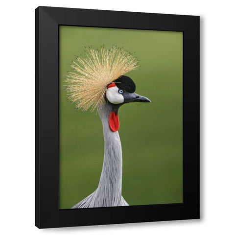 African crowned crane Black Modern Wood Framed Art Print with Double Matting by Jones, Adam